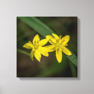 Impressão Em Tela Flor Selvagem de Grama Amarelo