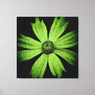 Impressão Em Tela Flor Verde do Cosmos a Preto