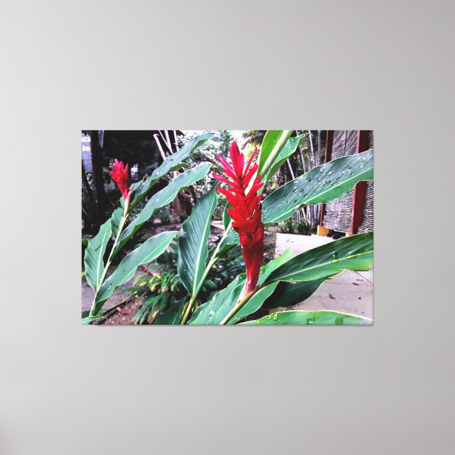 Impressão Em Tela flor vermelha (Frente)