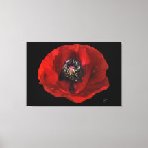 Flor Vermelho Elegante no Fundo Negro