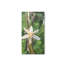 Impressão em tela flora da primavera África do Sul