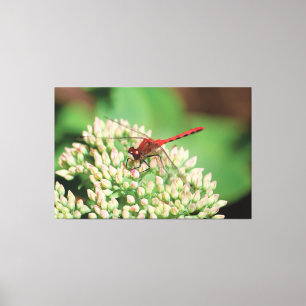 Impressão Em Tela Floral de Dragonfly Vermelha