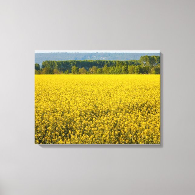 Impressão Em Tela flores amarelas de colza iluminadas pelo sol tela (Frente)