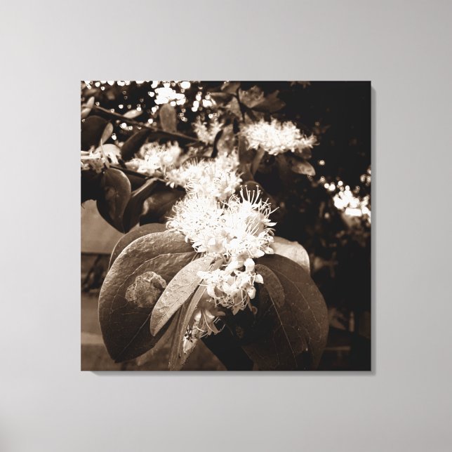 Impressão Em Tela flores brancas2 (Frente)