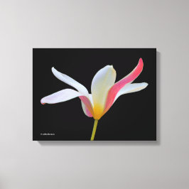 Impressão Em Tela Flores Brancas Brancas de Lady Tulip