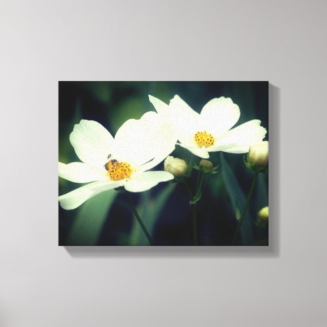 Impressão Em Tela Flores Brancas de Cosmos com Abelha (Frente)