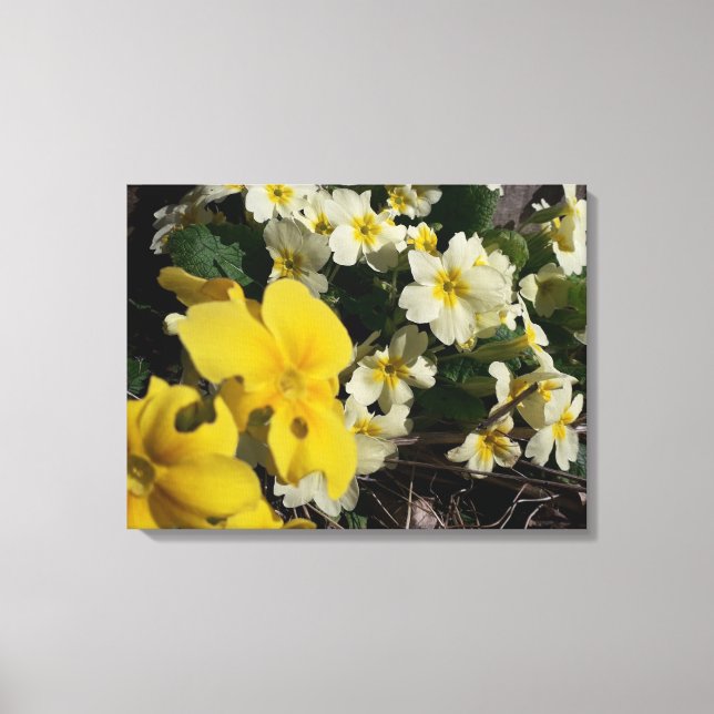 Impressão Em Tela Flores brancas e amarelas do jardim (Frente)