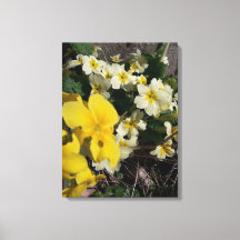 Flores brancas e amarelas do jardim