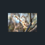 Impressão Em Tela Flores Brancas Sunlit Japonesas Apricot Sakura<br><div class="desc">Um monte de flores brancas de damasco japonês em um galho de árvore contra o fundo escuro de árvores florescentes. Uma pintura digital muito grande a partir de uma fotografia. Impressão floral esticada de tela para decorar seu lugar ou para ser usada como presente em casamentos, aniversários, chás de fraldas...</div>
