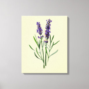 Impressão Em Tela Flores da lavanda