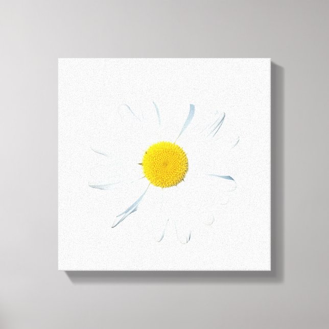 Impressão Em Tela Flores | Daisy Solteiro (Frente)
