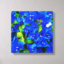 Flores de Bougainvillea Azul Vibrantes