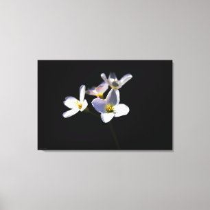 Impressão Em Tela Flores de Cardamine Pratensis 36x24 (90x60cm) waca