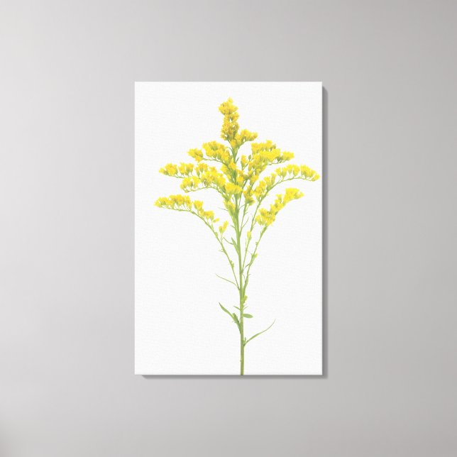 Impressão Em Tela Flores de ouro (Solidago juncea), América do Norte (Frente)