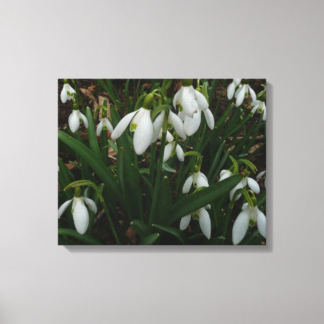 Impressão Em Tela Flores de primavera Brancas I (Galanthus) (Frente)