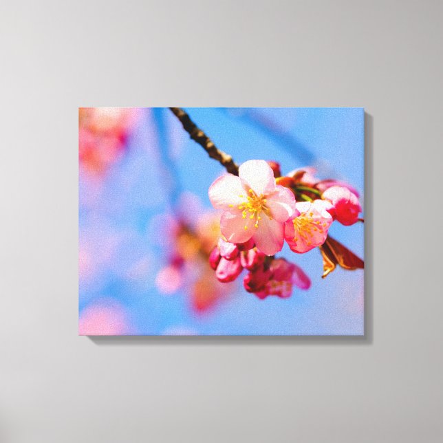 Impressão Em Tela Flores de Sakura, Botões e o Céu Azul da Primavera (Frente)