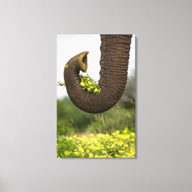 Impressão Em Tela Flores de um Gigante (Frente)