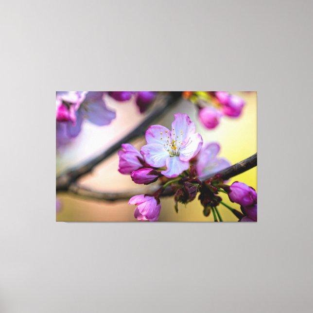 Impressão Em Tela Flores e Botões de Sakura à Sombra de uma Árvore (Frente)