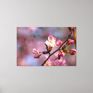 Impressão Em Tela Flores e Botões de Sakura Iluminados pelo Sol em u