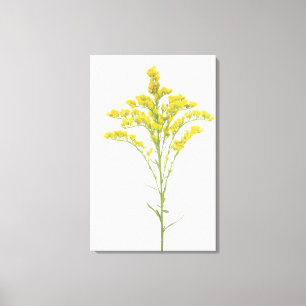Impressão Em Tela Flores Goldenrod (juncea) da solidago, America do