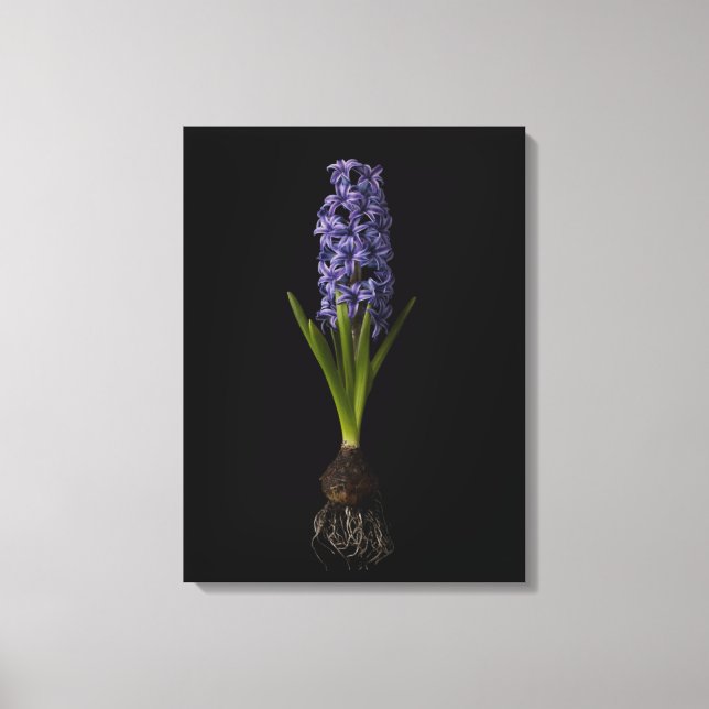 Impressão Em Tela Flores | Lâmpada de Hyacinth Roxa (Frente)