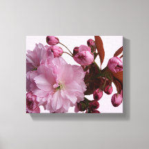 Flores modernas de cereja roxa-rosa-tenra floresce