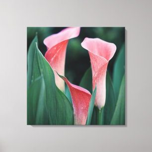 Impressão Em Tela Flores Rosa dos Lírios Calla