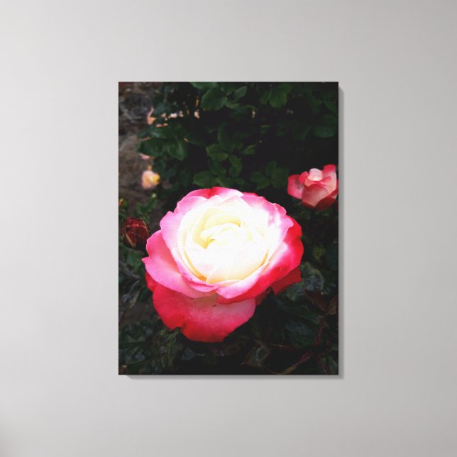 Impressão Em Tela Flores rosas, Rosas brancas rosa (Frente)