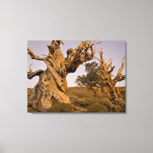 Impressão Em Tela Floresta de Bristlecone Antiga, Montanhas Brancas,