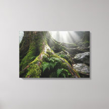 Floresta de Musgo de Yakushima 'Sopro de Vida' | B