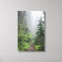 Floresta Natureza