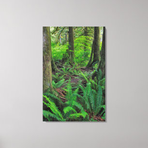 Impressão Em Tela Floresta Verde Luxuriante Cênica