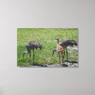 Impressão Em Tela Florida Sandhill Cranes a fotografia da natureza