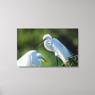 Impressão Em Tela Flórida, Veneza, Santuário Audubon, Garça Comum