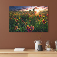 Flowers | Indian Blanket Wildflower Texas