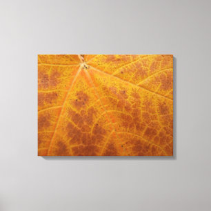 Impressão Em Tela Folha de Bordo Amarela Outono Abstrato Natureza