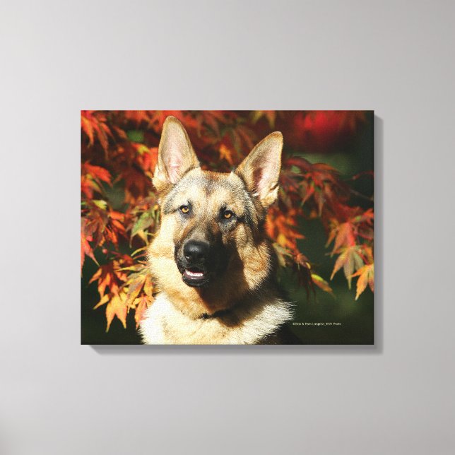 Impressão Em Tela Folhas de outono de german shepherd (Frente)