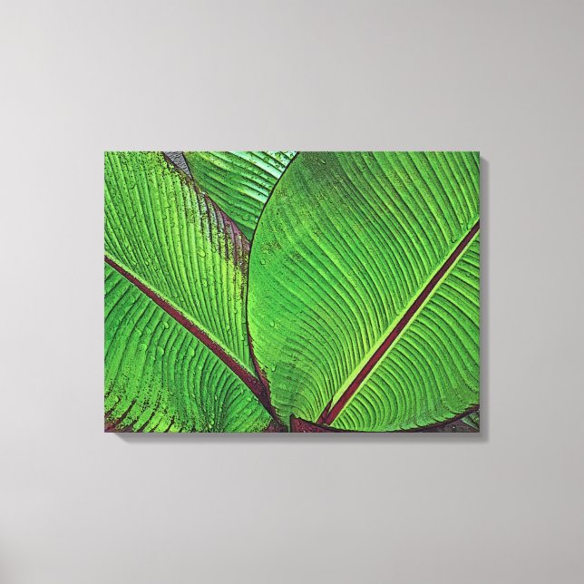 IMPRESSÃO EM TELA "FOLHAS DE PLANTA DE BANANA COM GOTAS DE CHUVA" (F (Frente)