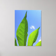 Folhas Verdes Alcançando o Céu