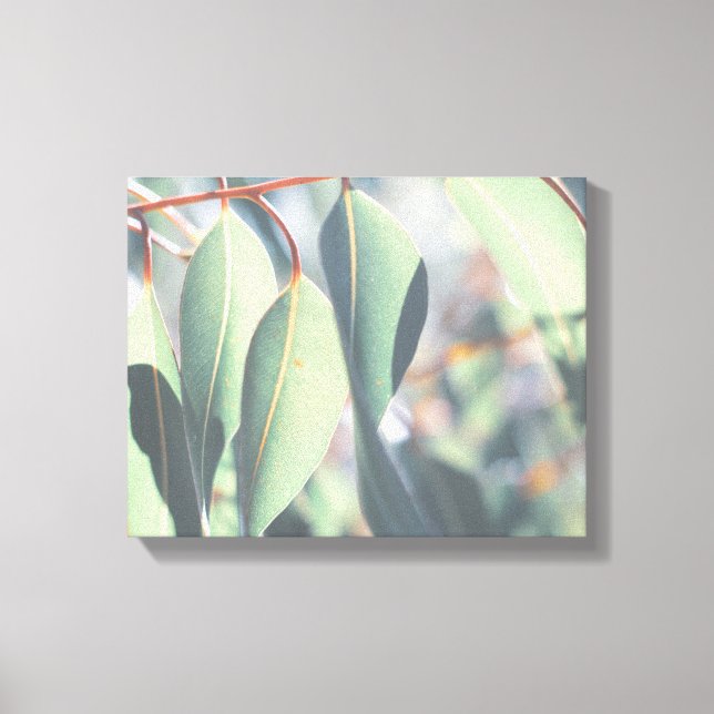 Impressão Em Tela Folhas verdes de Eucalyptus claras (Frente)