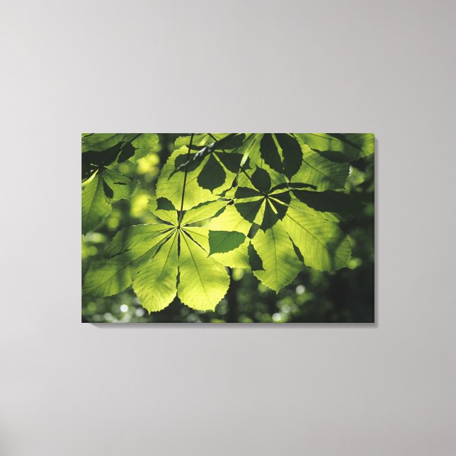 Impressão Em Tela Folhas verdes de sete pontos com iluminação solar (Frente)