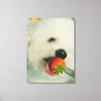 Fome de Bichon comendo morango