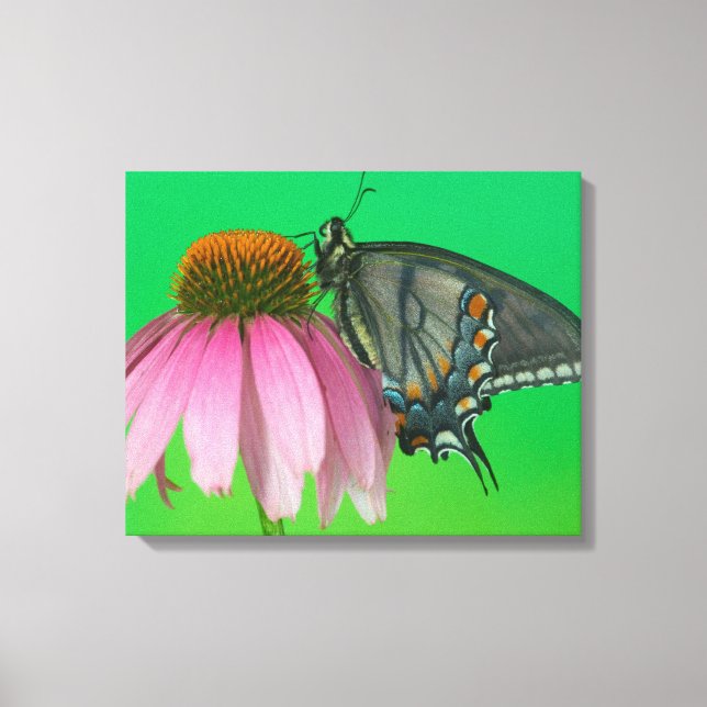 Impressão Em Tela Forma preta do Papilio glaucus (Frente)