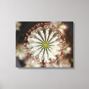 Impressão Em Tela Foto bem-sucedida de Debra Lee Baldwin