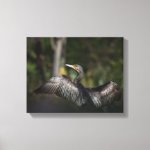 Foto da natureza cormorante