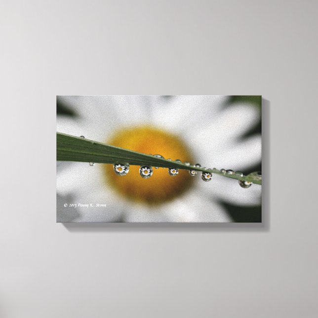 Impressão Em Tela Foto da natureza Daisy Drops (Frente)