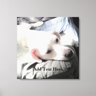 Impressão Em Tela Foto de Cachorro Branco Bonito Descansado no sofá 
