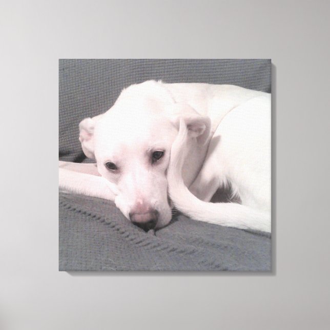 Impressão Em Tela Foto de Cachorro Branco Com Cauda Curva Contra Fac (Frente)