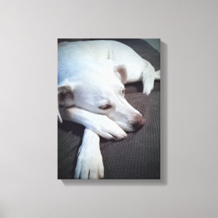 Impressão Em Tela Foto de Cachorro Branco com Panas Grandes