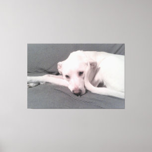 Impressão Em Tela Foto de Cachorro Branco Com Rabo Curvo Contra o Ro